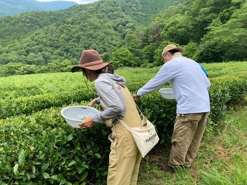 真剣に、そして無心にお茶摘みされています！