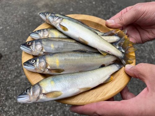 安田川の天然鮎。釣り名人もたくさんいます！