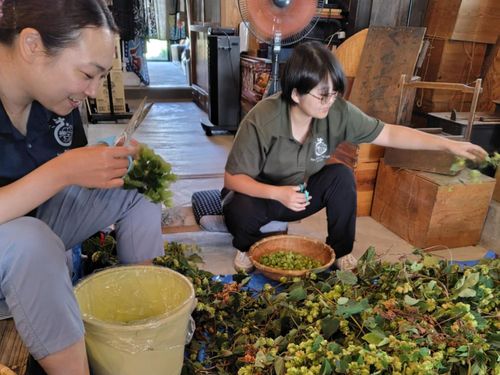 ホップの収穫作業は古民家カネシチ＋（プラス）で和気あいあい♥