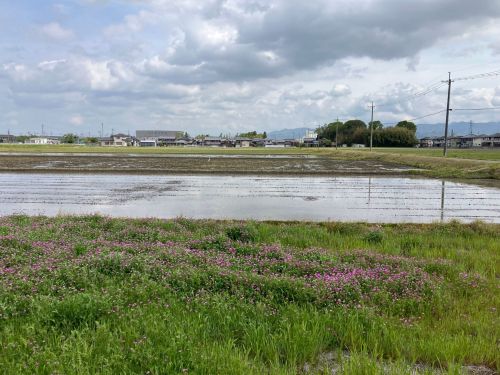 春になると水田に水が入り、レンゲも咲くそう。