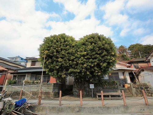 湯島ハートのアコウの木