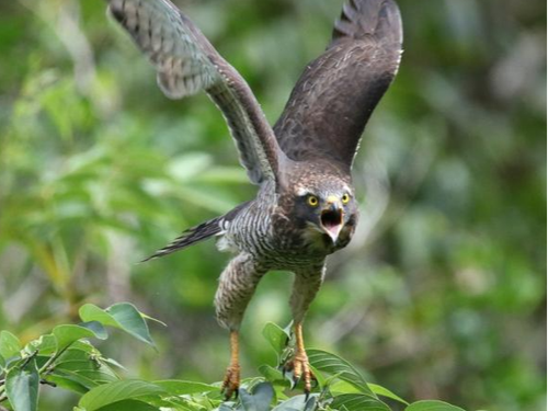 冬の訪れを告げるサシバの鳴き声