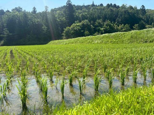 近くには東寺の棚田が広がっています