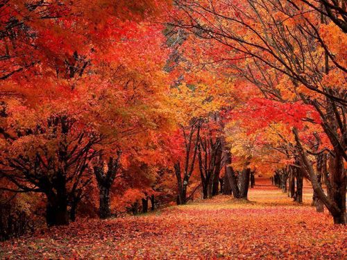 町の観光スポット「もみじ湖」の紅葉