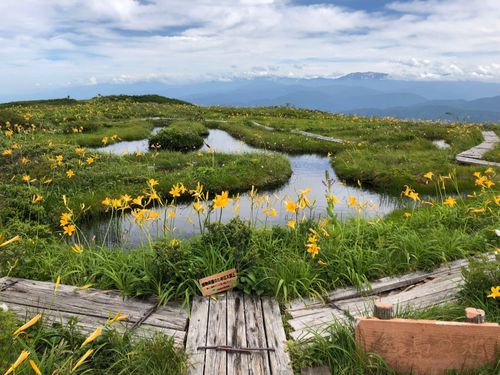 白木峰のお花畑と北アルプスや白山の絶景