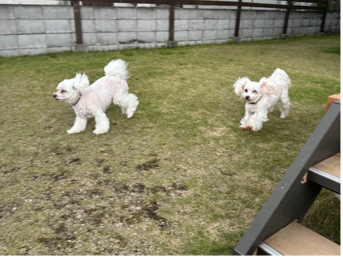 お庭を駆け回る犬