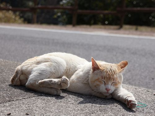 のんびり、ゆったり。 猫たちとの時間が流れる、心癒される猫の島です。