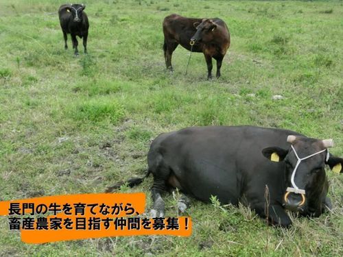 ④長門和牛振興事業