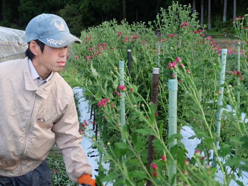 移住して菊を育てる野村さん
