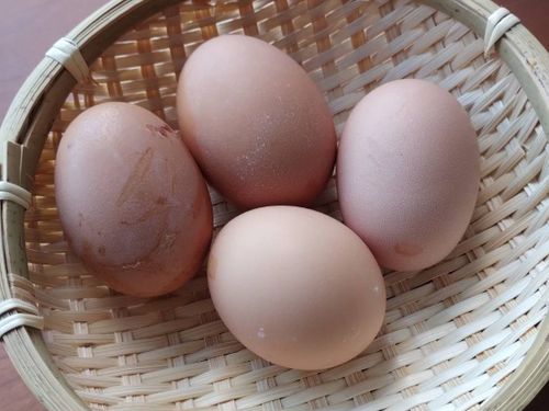 自家採取の卵。動物が身近にいる暮らしも実現可能です