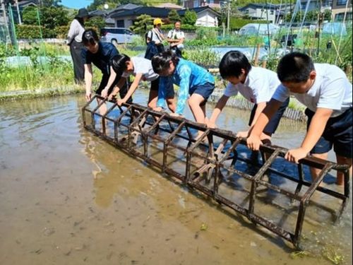 近隣の小学校と協力して実施している「みんなの田んぼ」