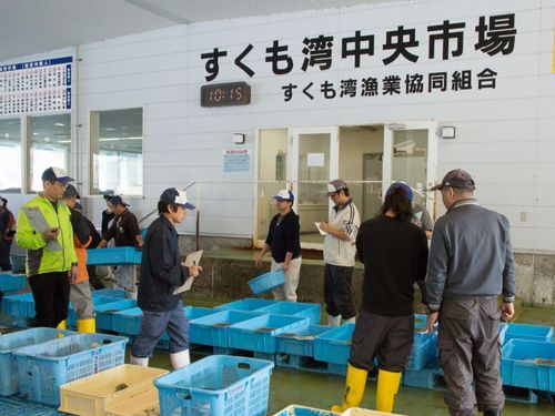 魚種の数と言ったら宿毛湾！珍しい魚に会えるかも