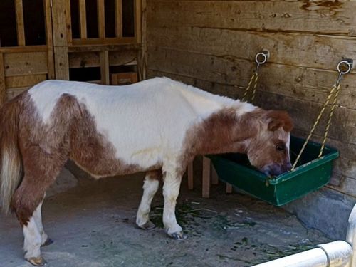 ミニチュアホースのアイちゃん（31さい）誕生日は5月4日だよ🐴