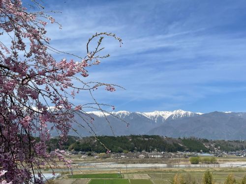 花桃と残雪中央アルプス