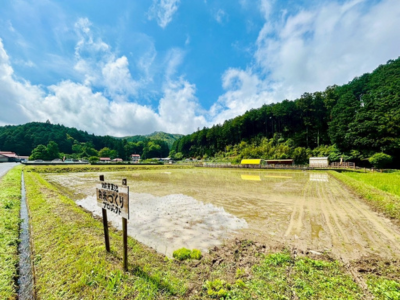 弁天池の水を引いた田んぼ