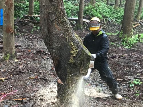 現場作業員の仕事 これぞ林業！という醍醐味を味わえます！