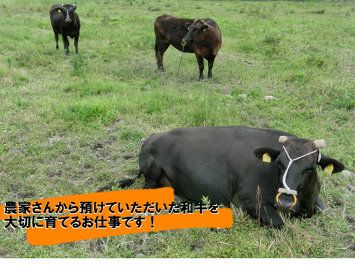 長門和牛を大切に育ててみませんか！？