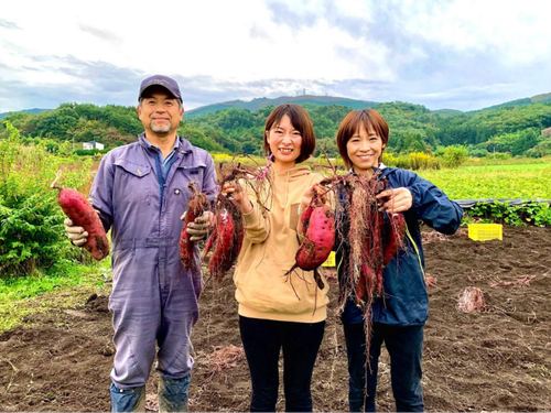 芋ほりもご体験いただけます！