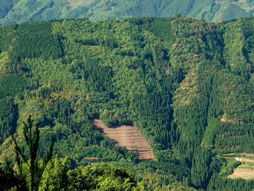 「モザイク林相」と呼ばれるパッチワークのような山模様