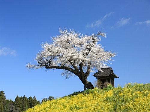 春には美しい桜がたくさん咲き誇ります