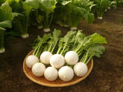 野辺地町の特産品「野辺地葉つきこかぶ」