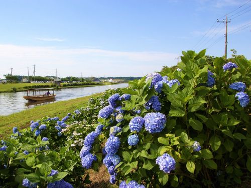 多古町の花「あじさい」と栗山川