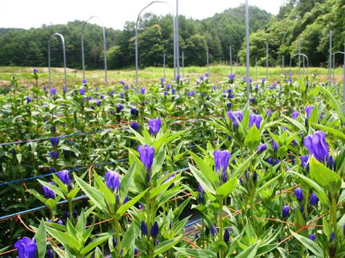 八幡平市：国内生産量日本一の「安代りんどう」