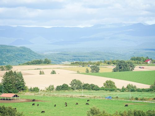 北海道美瑛町　ファームズ千代田の放牧牛