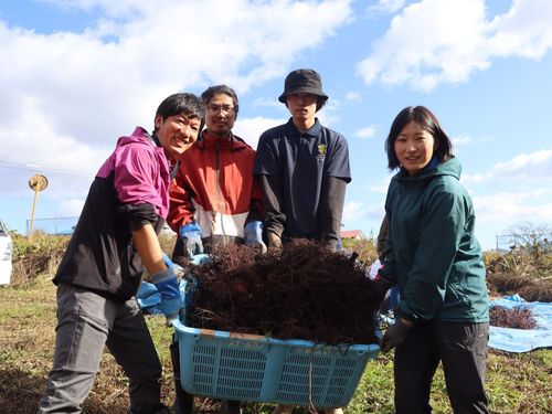 加美町地域おこし協力隊活動の様子（薬用植物「ムラサキ」の収穫）