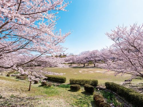 石部の丘陵地にあり地元の人に愛される「じゅらくの里」の桜