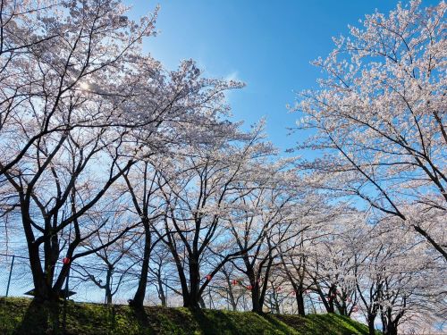 紅屋峠千本桜森林公園