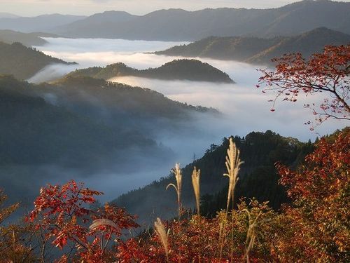 小入谷の雲海