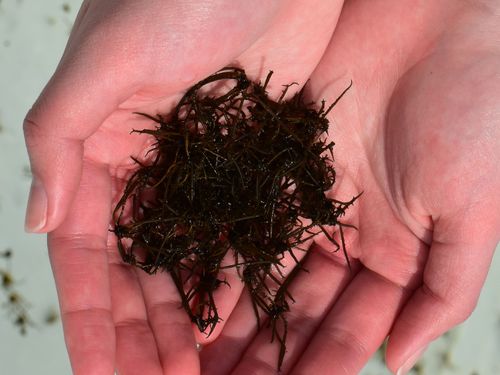 見た目は地味かもしれませんが、海藻が私たちの生活を支えてくれています