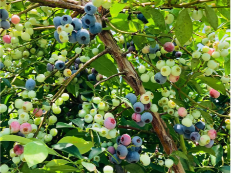 小川の果物（ブルーベリー）