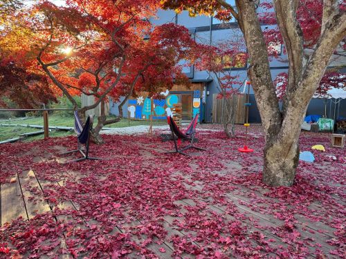 真っ赤な紅葉は最高です