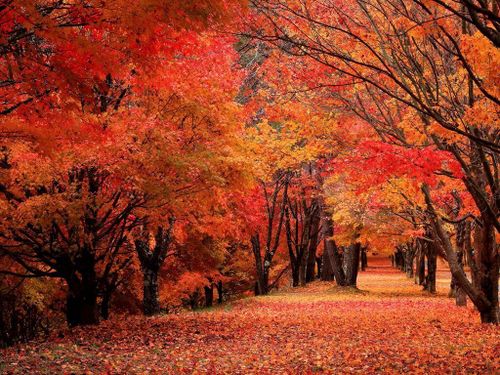 町の観光スポット「もみじ湖」の紅葉