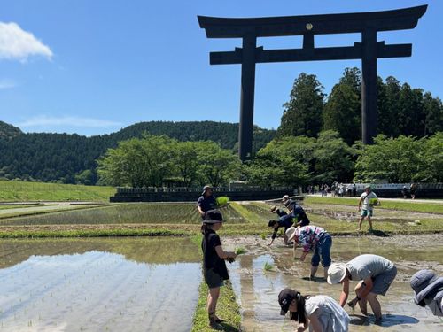 田植作業の風景