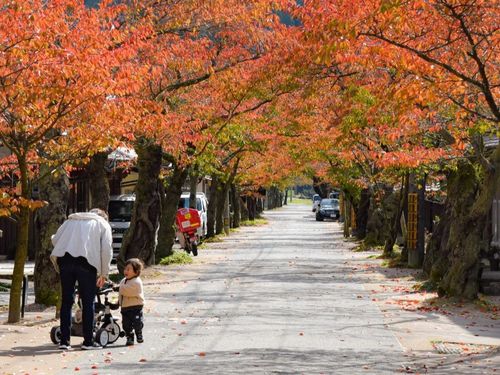 もうすぐ秋！桜並木の紅葉が楽しみです！
