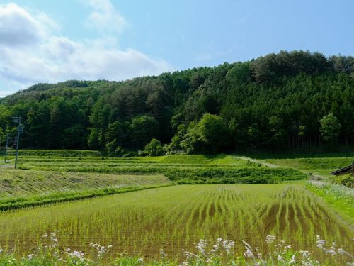 この田んぼの稲刈りを行います！