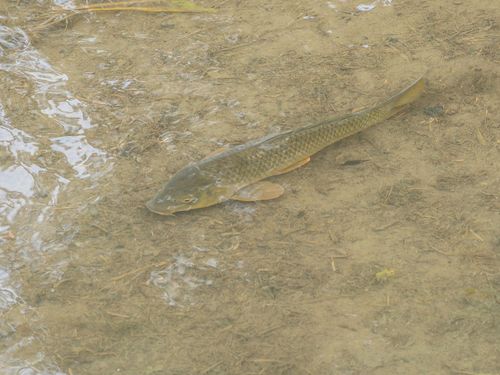 水辺に暮らす様々な生き物は、子どもたちに多くの学びや触れ合いをもたらします。