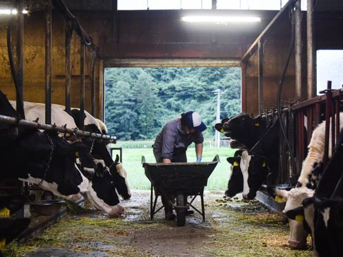 ワイン以外のお試し就業や、近隣市町村での滞在も（写真は酪農ヘルパー🐄）