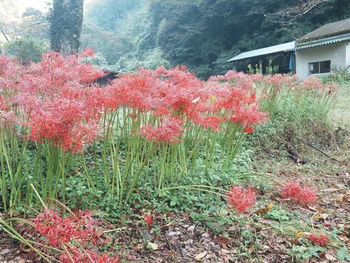 秋になると田んぼのあぜ道や至るところに咲き始める「彼岸花」。散り際が儚く…。