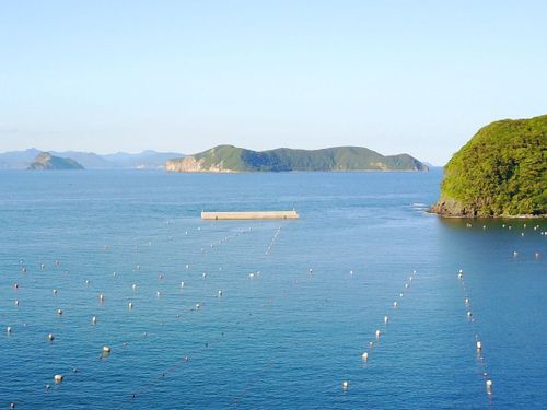 海士町の海で育てるいわがき