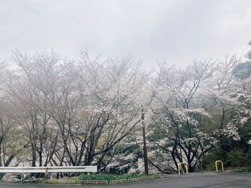 山荘にいながらお花見できちゃいます♪