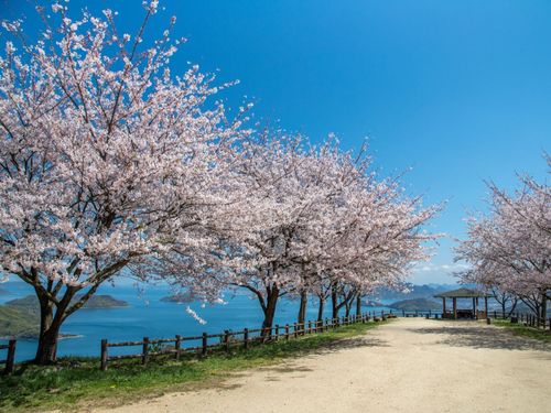 春の紫雲出山