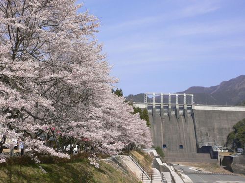 お店近くの早明浦ダムでは、毎年桜が満開に🌸