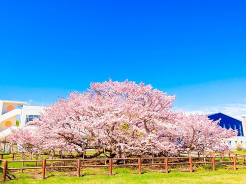 空の青に映える千島桜。別海で桃色の息吹を感じませんか?