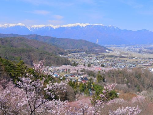 ふるさとワーホリで伊那に来ることは春🌸アルプスの雪と桜の協演の美しさたるや!