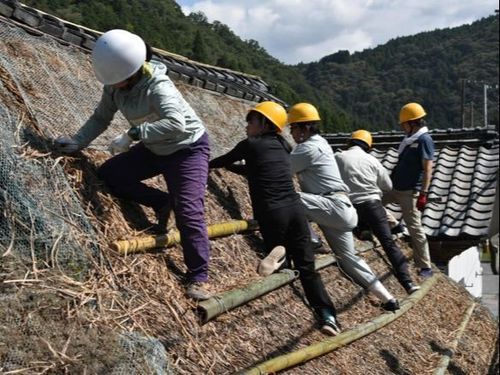 多賀町栗栖地区 茅葺屋根 麦も混ざっています
