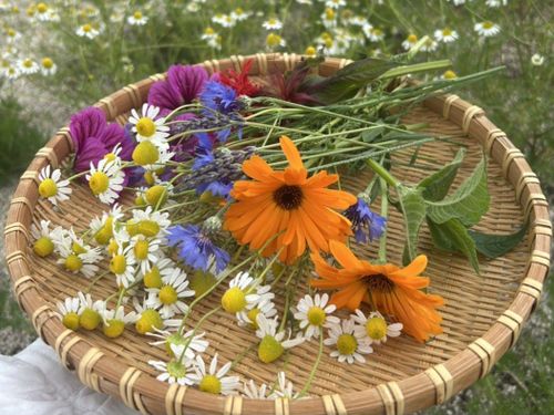 季節を感じられる庭の花